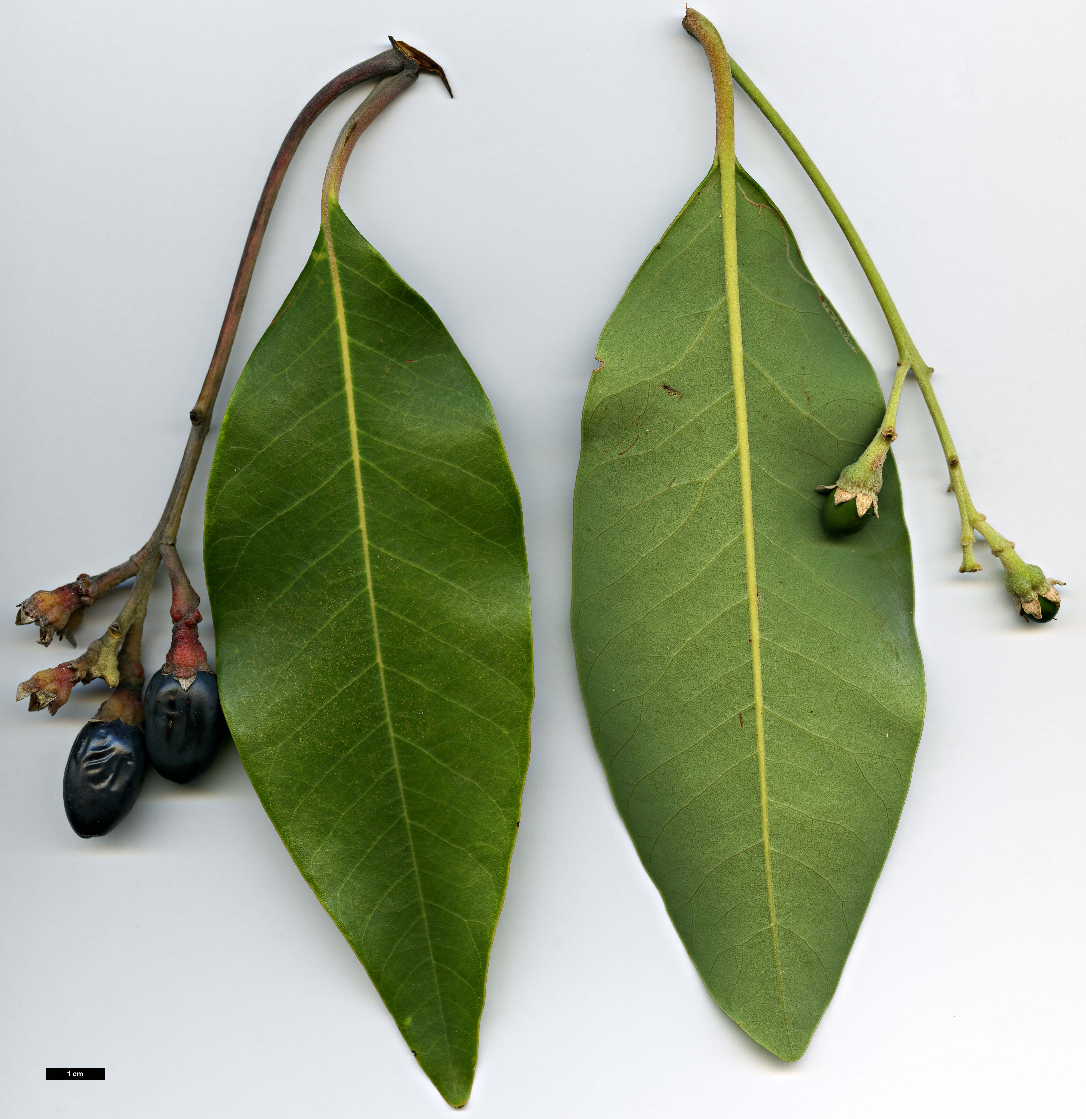 High resolution image: Family: Lauraceae - Genus: Persea - Taxon: indica